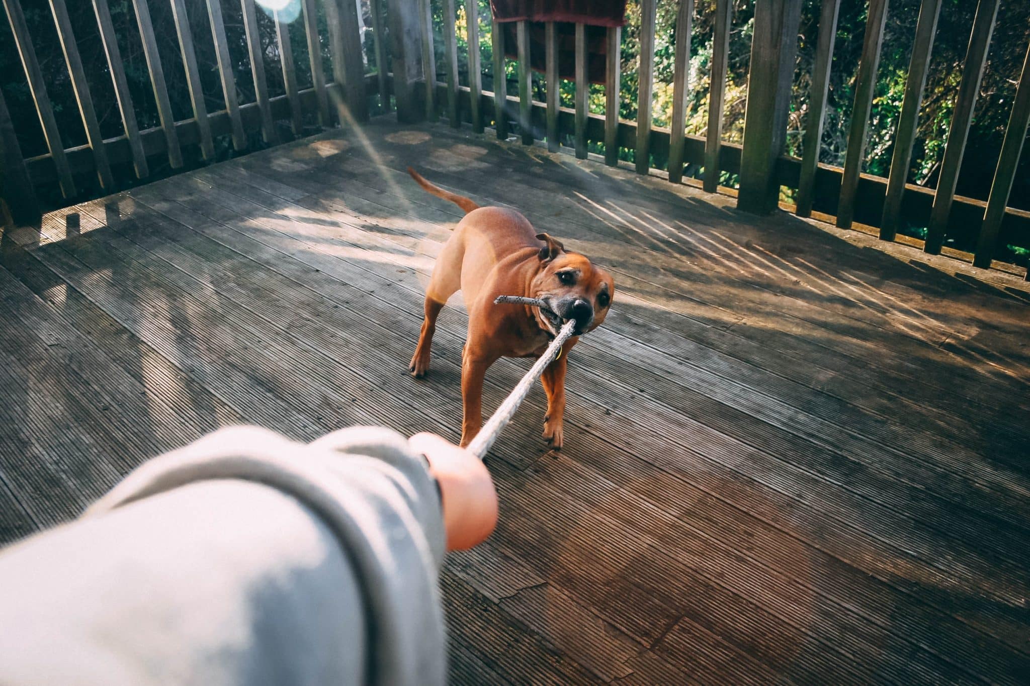 child dog bite accidents