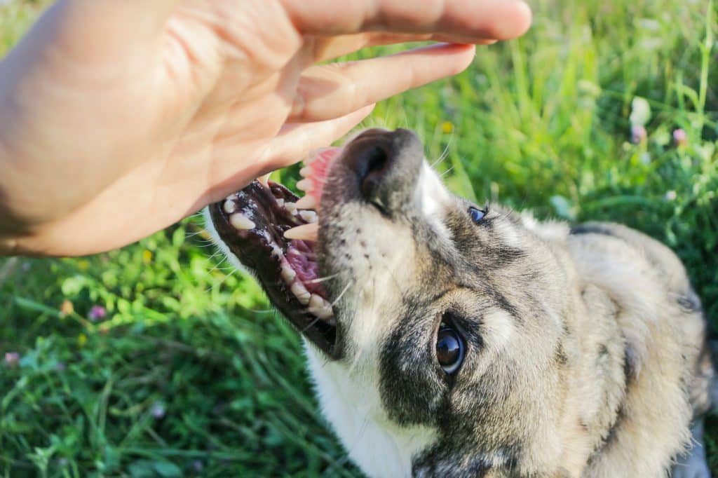 ohio dog attack lawyer
