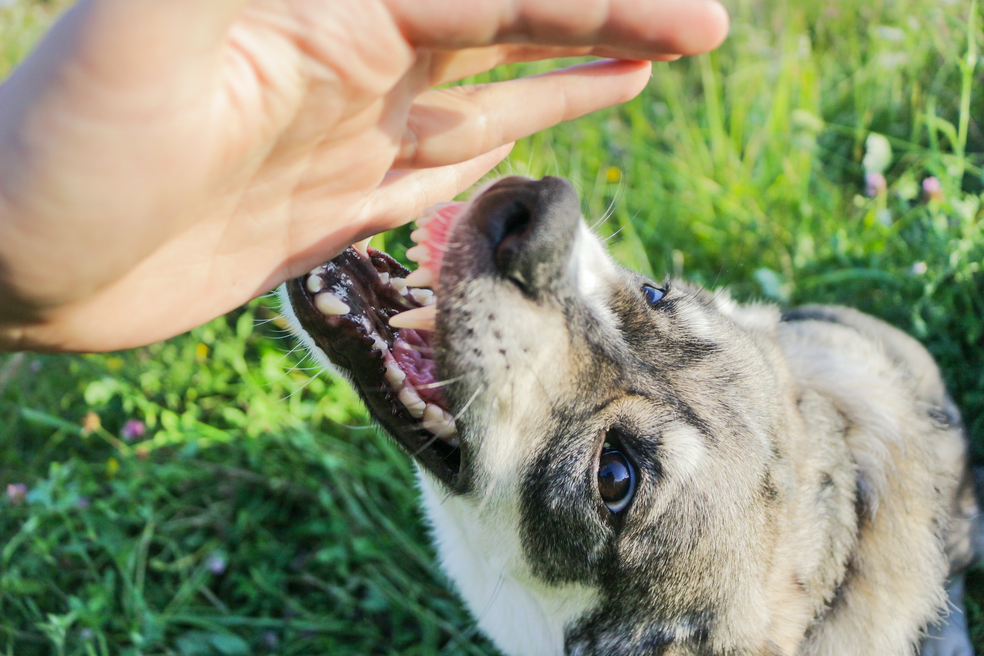 ohio dog attack lawyer