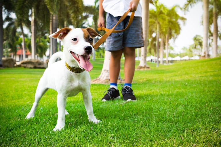 Dog Bites Someone Under a Dogsitter's Care